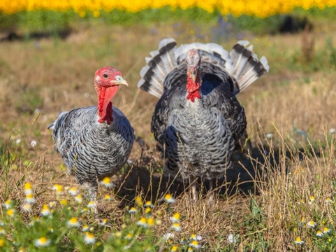 How to Keep Turkeys Healthy: Essential Care Tips
