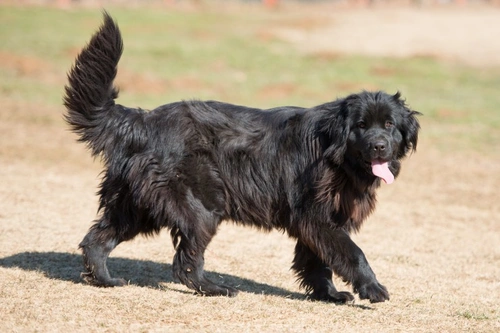 Polymyositis in Dogs: Causes, Symptoms and Treatment