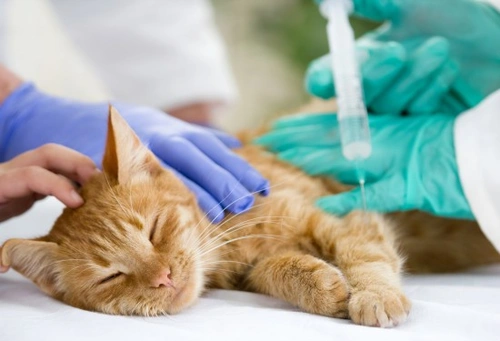 Qué sucede cuando dejas a tu gato para una operación