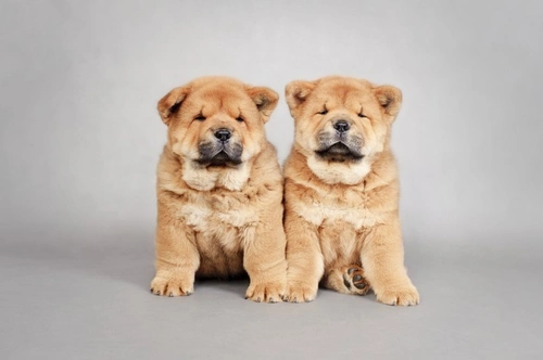 5 Fascinating Facts About the Chow Chow Dog Breed