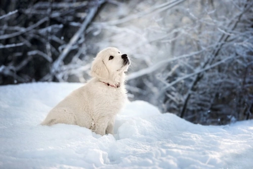 Five ways owning a dog can broaden your horizons