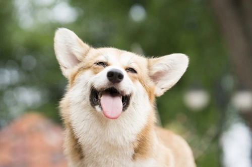 6 Signs Dog Owners Mistake for Normal But Signal Health Issues