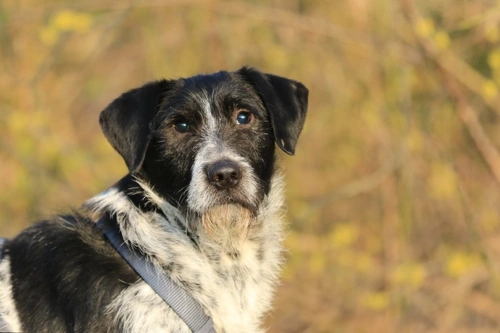 Adenovirus 1 in Dogs: Comprehensive Guide to Hepatitis Blue Eye