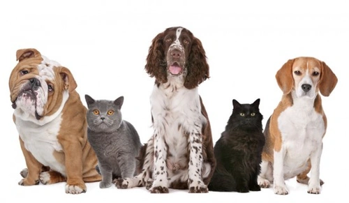 Pet Ownership Facts and Trends UK 2025