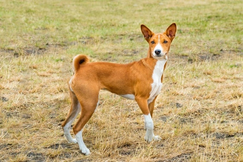 Fanconi Syndrome in Dogs: Causes, Symptoms & Treatment