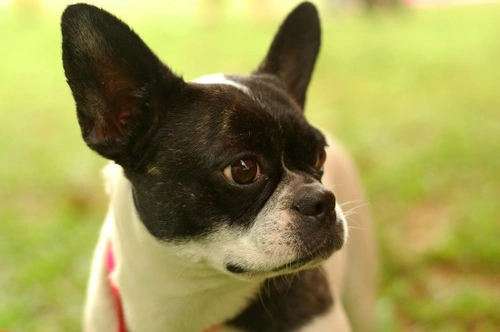 10 Signs of Cancer in Dogs: Early Warning & Care Tips