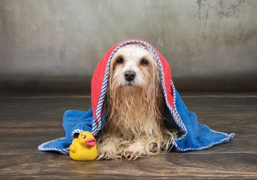 How Often Do Dogs Need to Be Bathed? Essential Guide