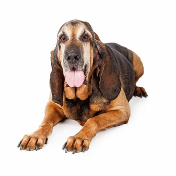 Bloodhound Trials: A Unique Canine Sport and How to Get Involved
