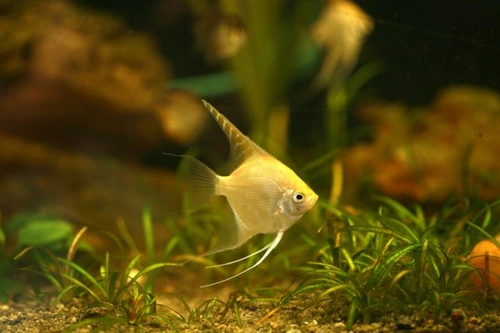 Keeping Your Fish Tank Smell-Free: Essential Care Tips