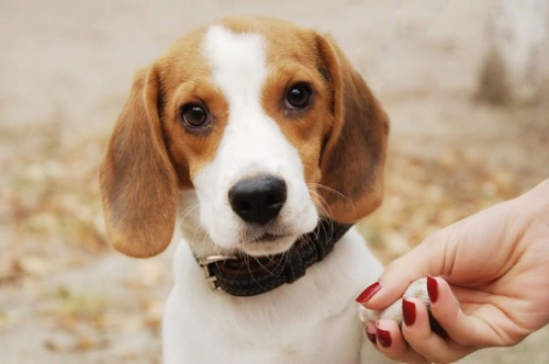 How to Treat Cracked Pads & Other Dog Paw Injuries