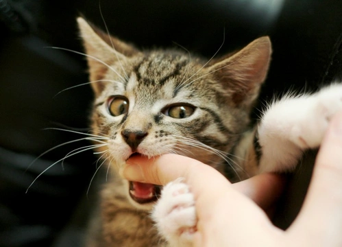 Why does my cat bite me? Top 7 reasons explained