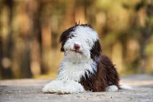Congenital Hypothyroidism with Goiter in Dogs: Causes & Care