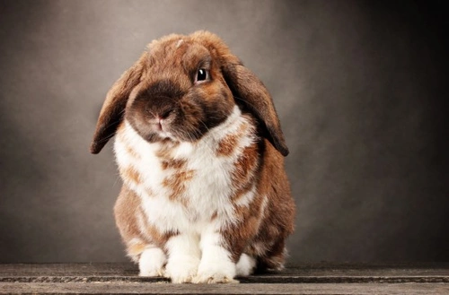 Rabbit Care Calendar: Month-by-Month Guide for Your Rabbit