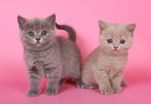 Cómo elegir un gatito que se adapte a tu estilo de vida