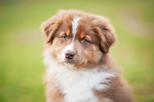 5 Fascinating Facts About the Australian Shepherd Dog Breed