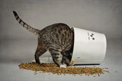 Making Meal Times Fun and Stimulating for Your Indoor Cat
