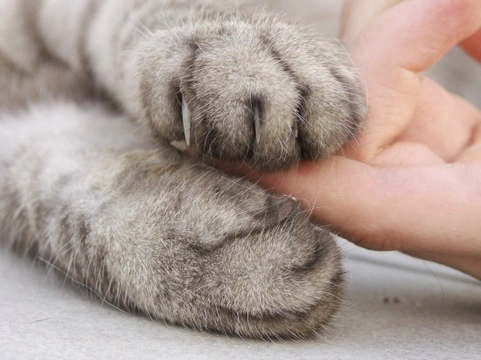 How to Give Your Cat a Monthly Health Check: A Step-by-Step Guide
