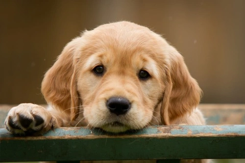 10 Essential Tips for House Training Puppies