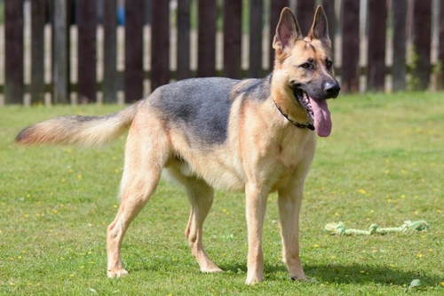 Understand What Your Dog's Wags Really Mean
