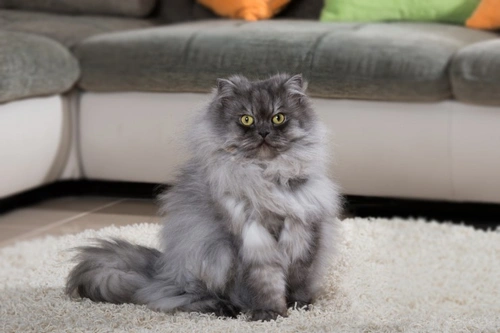 Cat Care in Flats: Special Tips for Happy Apartment Cats