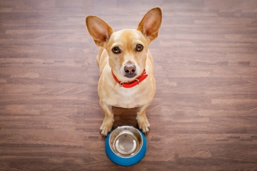 5 Essential Tips for Feeding Wet or Tinned Dog Food