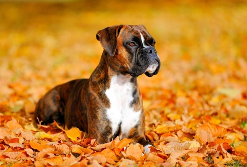 Boxer cardiomyopathy: Understanding this common heart disease