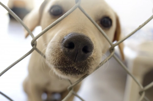 Por qué los refugios de perros en adopción pueden rechazar tu solicitud