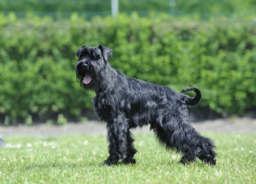 Schnauzer Comedo Syndrome: What Miniature Schnauzer Owners Need to Know