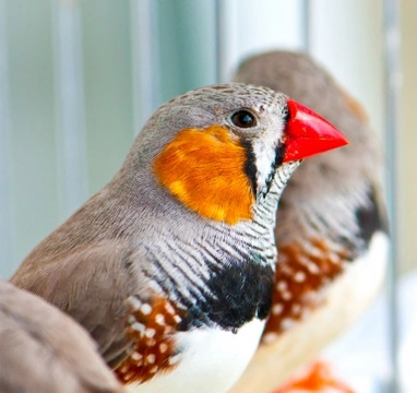 What is a softbill? Understanding softbill birds