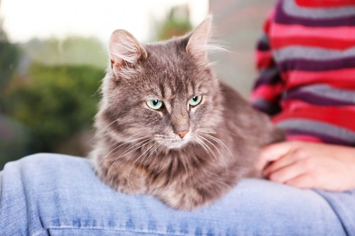 Kneading and Your Cat: Understanding This Affectionate Behaviour