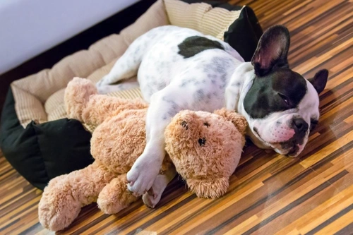 Top 10 Most Commonly Stolen Dog Breeds in the UK