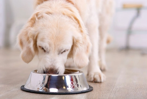 Moisture Content in Dog Food: What Every Owner Should Know