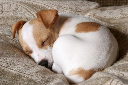 How to Handle Your New Puppy’s First Night With You