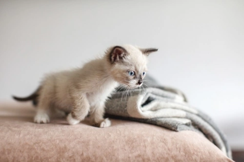 How to Spot If Your Cat Is Stressed: Key Signs to Watch