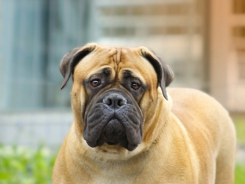 Progressive Retinal Atrophy (PRA-RHO) in dogs explained