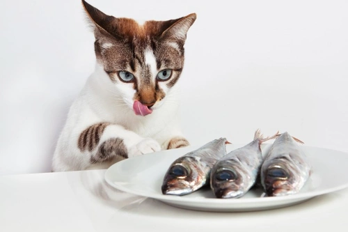 Is feeding fish to your cat a good idea? Facts & advice