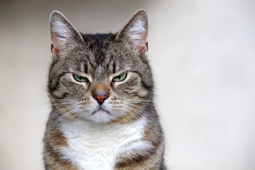 5 More Things Cats Really Don’t Like – Expert Cat Care Tips