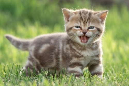 Early Neutering of Kittens: Pros and Cons Explained