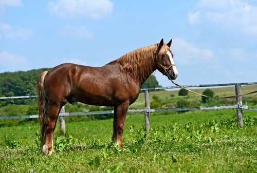 How To Determine if Your Horse is in Pain: 6 Key Signs