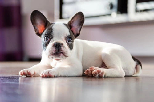 How Modern Lifestyles Impact Natural Dog Behaviours