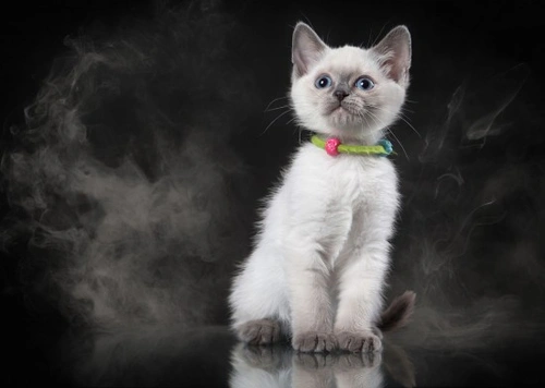 How Second-Hand Smoke Harms Your Pets’ Health