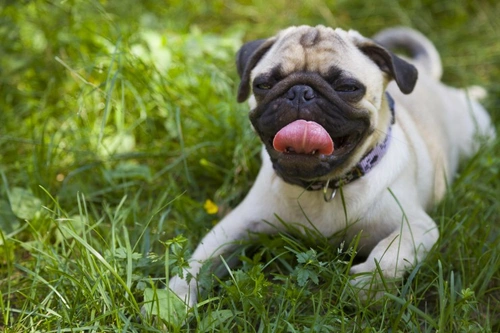 Insect Repellent Toxicity in Dogs: Risks and Safety Tips