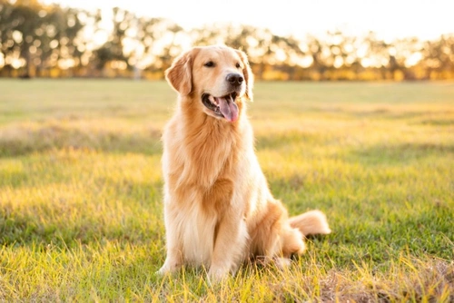 6 Safe Ways to Exercise Your Dog in UK Summer Heat