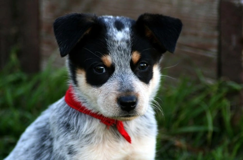 What Your Choice of Dog Breed Says About You