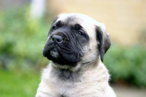 Mastiff Dog Health: Hereditary Issues & Testing Guide