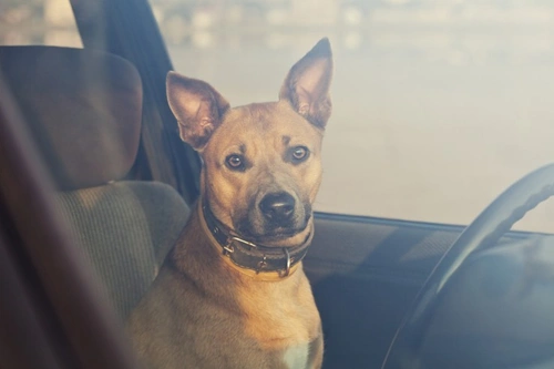 Perros mueren en coches calientes: nunca dejes a tu perro solo