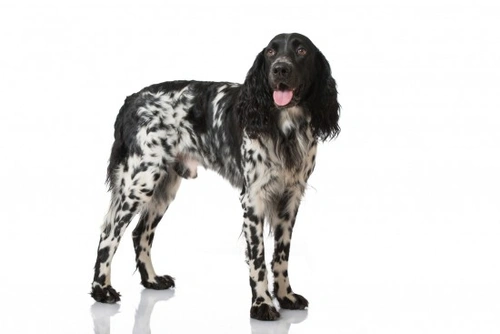 Large Munsterlander dog health, heredity & longevity guide