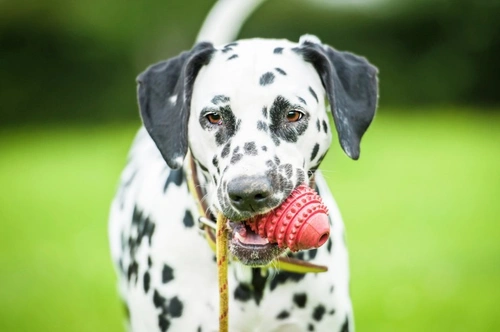 Trophy Mentality in Dogs: Understanding and Managing Behaviour
