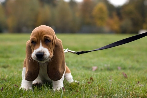 10 things to know about Basset Hounds before you buy one