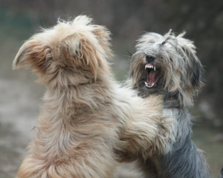 Perros agresivos
